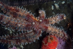 Coscinasterias calamaria