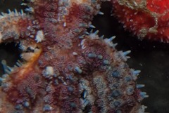 Coscinasterias calamaria