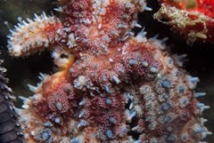 Coscinasterias calamaria