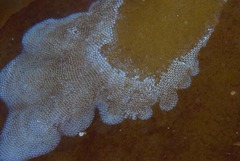 Membranipora rustica