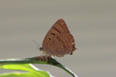 Arhopala eupolis