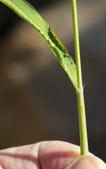 Panicum coloratum
