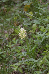 Dactylorhiza sambucina