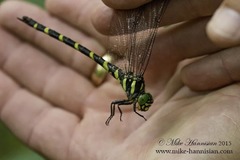 Cordulegaster erronea