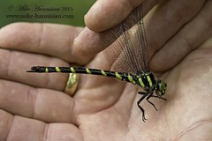 Cordulegaster erronea