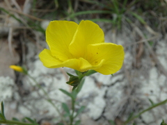 Linum tauricum