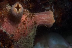 Ascidia incrassata
