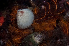 Aplidium circulatum