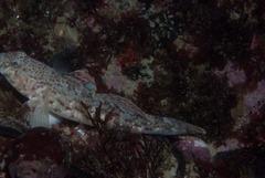 Caffrogobius saldanha