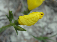 Linum tauricum