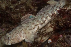 Caffrogobius saldanha