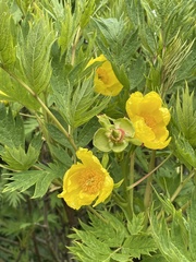 Paeonia ludlowii