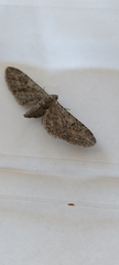Eupithecia innotata