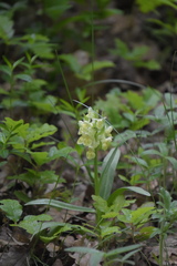 Dactylorhiza sambucina