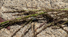 Eragrostis gummiflua