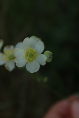 Thalictrum tuberosum