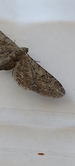 Eupithecia innotata