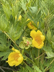 Paeonia ludlowii