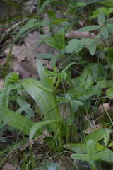Dactylorhiza sambucina