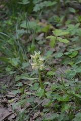 Dactylorhiza sambucina