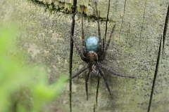 Pardosa astrigera