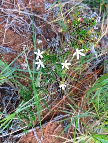 Image of Wahlenbergia tenella by (c) linkie, some rights reserved (CC BY)