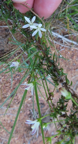 Image of Wahlenbergia tenella by (c) linkie, some rights reserved (CC BY)