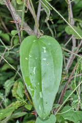 Smilax spinosa