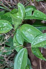 Smilax spinosa
