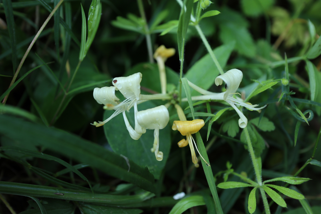 Common Honeysuckle From Feulen, Luxembourg On June 10, 2018 At 10:35 Am 