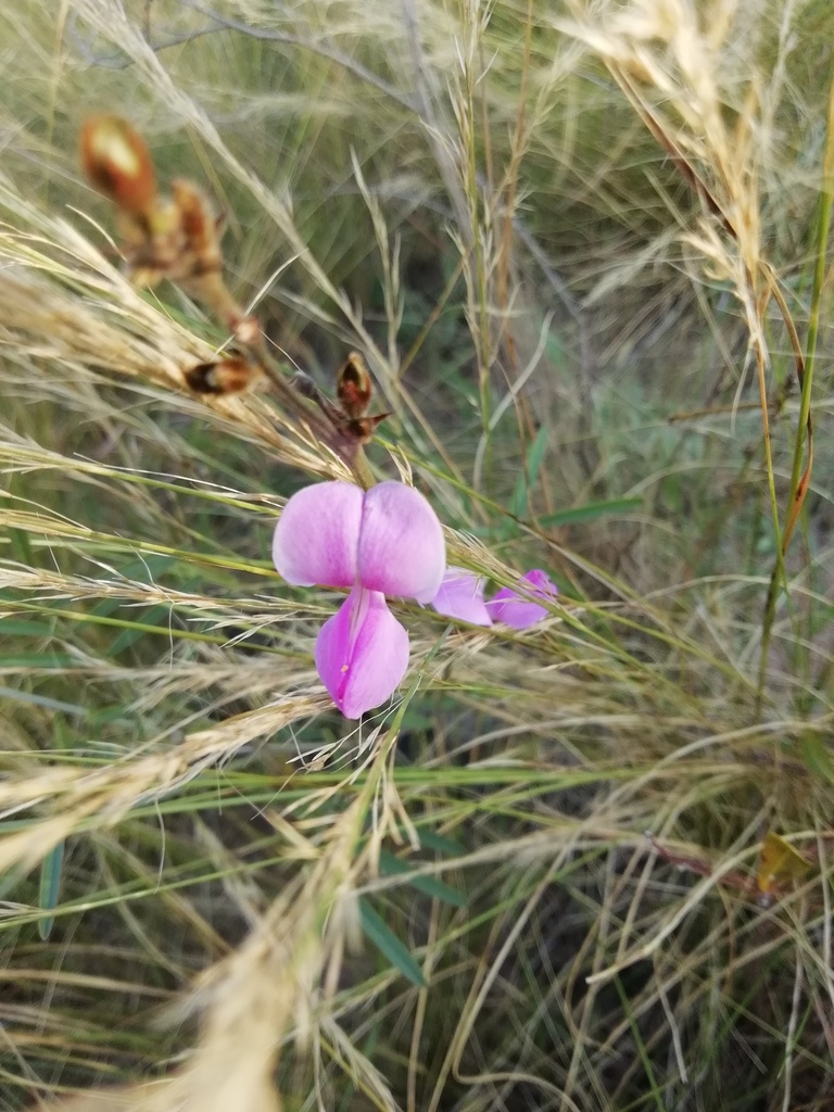 Longstalk Hoarypea from Palmiet Nature Reserve, Dawncrest, Westville