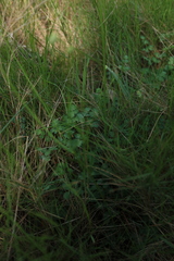 Thalictrum tuberosum