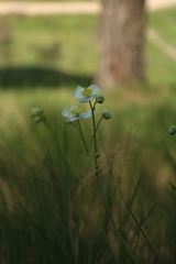 Thalictrum tuberosum