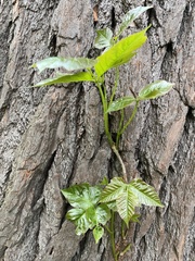 Toxicodendron