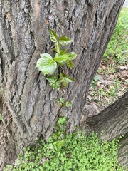 Toxicodendron