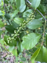 Prunus