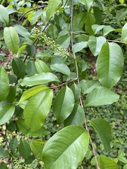 Prunus