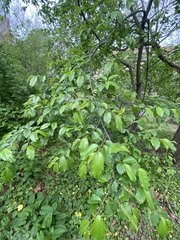 Prunus