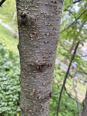 Prunus