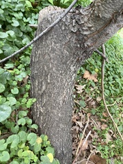 Prunus