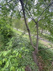Prunus