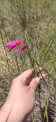 Gladiolus communis