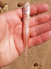 Cepola macrophthalma