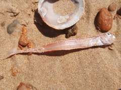 Cepola macrophthalma