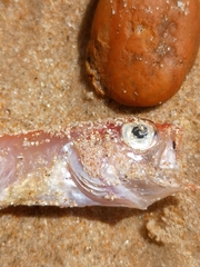 Cepola macrophthalma