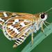 Taractrocera maevius - Photo (c) LOVISH GARLANI,  זכויות יוצרים חלקיות (CC BY-NC), הועלה על ידי LOVISH GARLANI