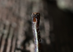 Descoreba simplex