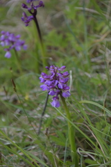 Anacamptis morio