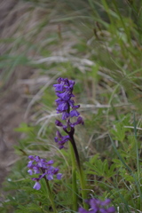 Anacamptis morio