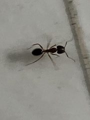 Camponotus albosparsus